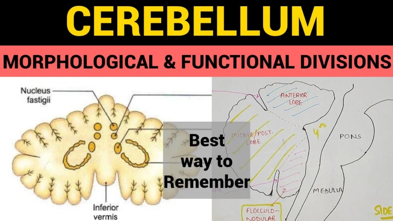 Cerebellum - 2 | Morphological & Functional Divisions