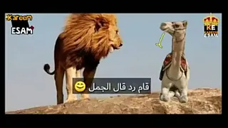 أسد وقال للجمل   دندنها