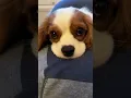 Download Lagu Cavalier King Charles spaniel captures everybody’s heart