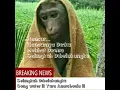 Download Lagu Selingkuh Dibelakangku