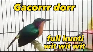 kolibri wulung gacor full isian