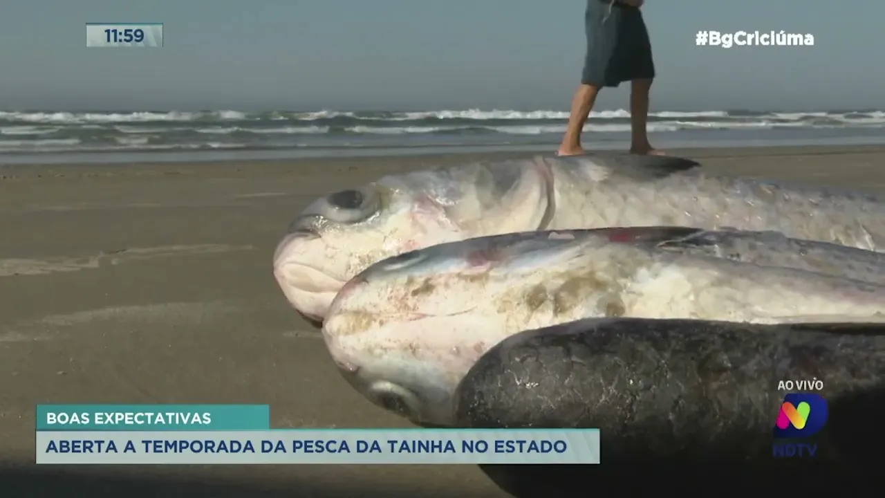 Temporada de pesca da tainha inicia nesta segunda-feira em Santa Catarina