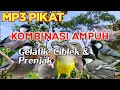 Download Lagu Mp3 Suara Pikat Gelatik Batu Kombinasi Ciblek \u0026 Prenjak Paling Ampuh ❗