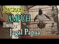 Cara agar burung jagal papua bunyi dan gacor dengan Pancingan ini ||| Indonesian 🇮🇩 endemic bird