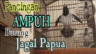 cara agar burung jagal papua bunyi dan gacor dengan pancingan ini indonesian endemic bird