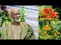 Newest Compound With Muicle And Matico By Dr Sebi