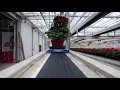 Download Lagu AFLEVERING 4 Franse Geranium kwekers -'Lopende' planten in de kleurrijke kas van Adrichem Potplanten