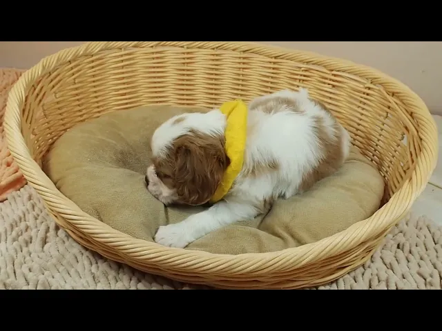 動画