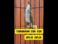 Download Lagu pancingan trucukan agar rajin bunyi #trucukangacor #birds #trucukropel #kicaumania #shortvideo