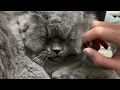 ASMR CUTE CAT GETS A RELAXING HAND MASSAGE AND CUDDLES FROM HIS OWNER