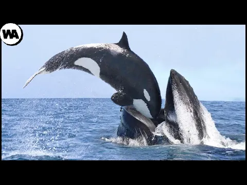 Download MP3 Esta es la Razón por la que Todas las Ballenas Tienen Miedo de las Orcas