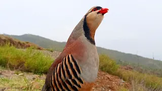 my best male chukar sounds male chukar calling male chukar voice male chakor ki awaz male chukar