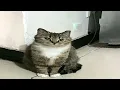Bring me to Life but its low quality and high pitch