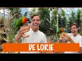 Download Lagu De Lories te eten geven! | DierenpraatTV