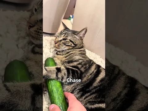 Didn’t expect this to happen! 😅 #cat #funny #youtubeshorts #explore