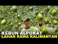 Download Lagu BUAH PERJUANGAN PAK HERI ASAL MALANG, 12 TAHUN BERKEBUN DI LAHAN TRANSMIGRASI KALIMANTAN UTARA