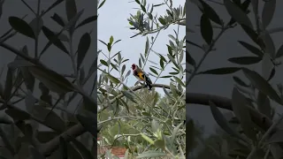 تغريد حسون خلوي نار مشااااء الله 