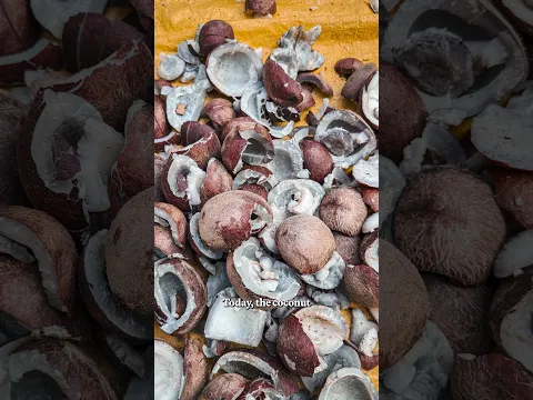 Are coconuts sinking Pacific islands?