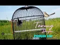Download Lagu Pancingan PRENJAK SAWAH || PRENJAK KLIK TARUNG DENGAN LIARAN Suara Rapat