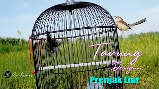 pancingan prenjak sawah prenjak klik tarung dengan liaran suara rapat