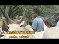 Lagu 20 Oct 2025 Melapalayam mattu santhai | மேலப்பாளையம் மாட்டு சந்தை