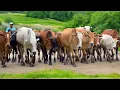Download Lagu Video Menggiring Sapi Lembu Menuju Ke Kandang Peternakan Hewan Ternak Sapi Gembala- Bunyi sapi farm