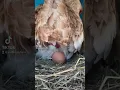Lagu Actual footage of chicken laying egg!!!
