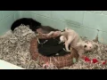 Harlingen Humane Society Is Experiencing Increase Pet Population