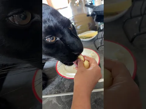 Panther likes boiled eggs 😁