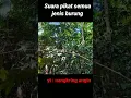 Suara pikat semua jenis burung, biasa dipakai untuk memikat #burung #pikatburung