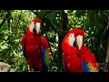 Download Lagu life in the Amazon rainforest