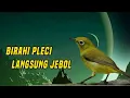 Download Lagu Panggilan pleci betina jebolkan birahi jantan ampuh 