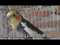 Lagu Suara burung parkit falk gacor || parkit australia gacor