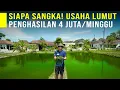 Download Lagu Jarang Orang Tau, Usaha LUMUT Jarang Rugi Penjualan Laku Keras Tiap Hari