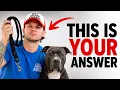 Your Dog Isn t Listening Because of This ONE Mistake