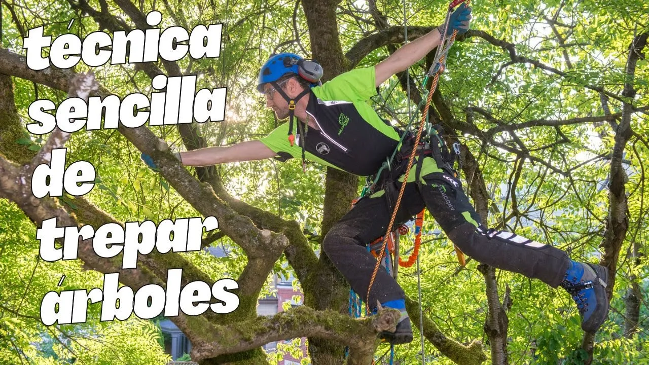 Técnicas básicas de arborismo para trepar árboles