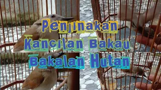 Download Menjinakkan Burung Kancilan bakau Bakalan hutan agar cepat bunyi@ekobirdchanel2561 MP3