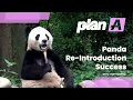 Captive-Bred Pandas Make a Splash in the Wild