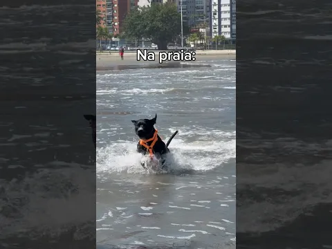 O cachorro peixe boi está só o pó do osso do dinossauro 🤣🌊 #cachorro #praia #praias #pitbull