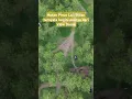 Download Lagu Hutan Pinus Loji Blitar, ternyata begini aslinya dari View Drone #blitar #hutanpinus #hutan #fyp