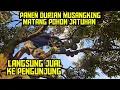 🟠🟠 Panen Durian Musangking Langsung Jual Ke Konsumen 🌳🌳