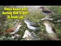 Download Lagu Suara Pikat Ampuh Burung Minta Duit Alias Planduk Dada putih SUMSEL