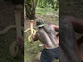 Download Lagu Raising a Wild King Cobra with One Hand — A Moment of Trust