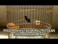 cara merawat burung murai batu dan murai medan trotolan yang benar