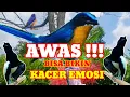 Download Lagu Masteran Tledekan Gunung Gacor Juara Lomba | Pancingan Kacer Gacor Buka Ekor ‼️