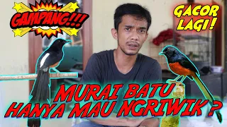 Download ATASI BURUNG NGERIWIK \u0026 MOGOK BUNYI MP3