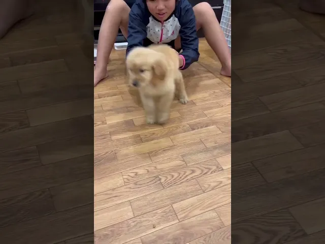 動画