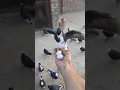 Download Lagu Batao Ya Kis Kabootar Ka Anday Hain Guess Kro ♥️ || #shorts #viral #pigeon