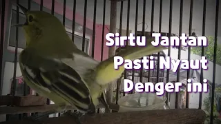 Download Sirtu Jantan Pendiam Auto Nyaut / Ngamuk dengar ini MP3