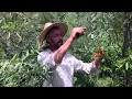 Download Lagu Seaberry - Harvesting both fruit and Propagation material at once